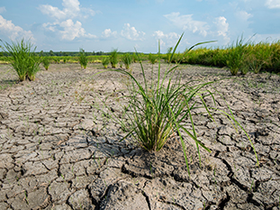 Situácia v Mirkovciach je dôsledkom nedostatku vody